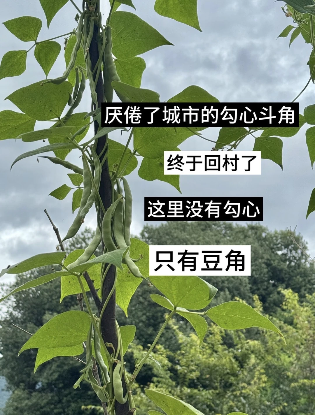 我古怪又抽象的回村日记…