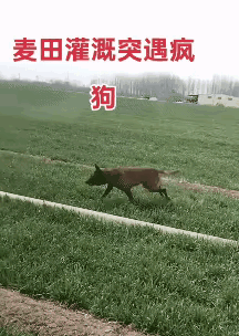 当铁锹拍到狗后，抓住时机对准狗嘴短平快使劲直戳或横抡一锹，会让恶狗嘴豁拉到耳根，