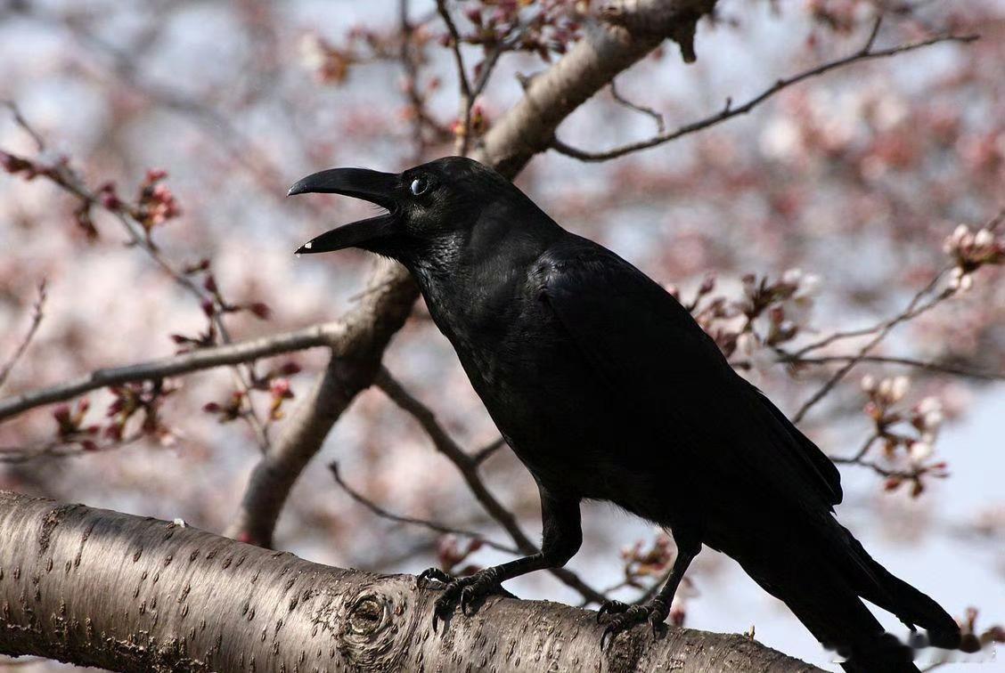千万别欺负乌鸦，因为它能记得住你的脸。 