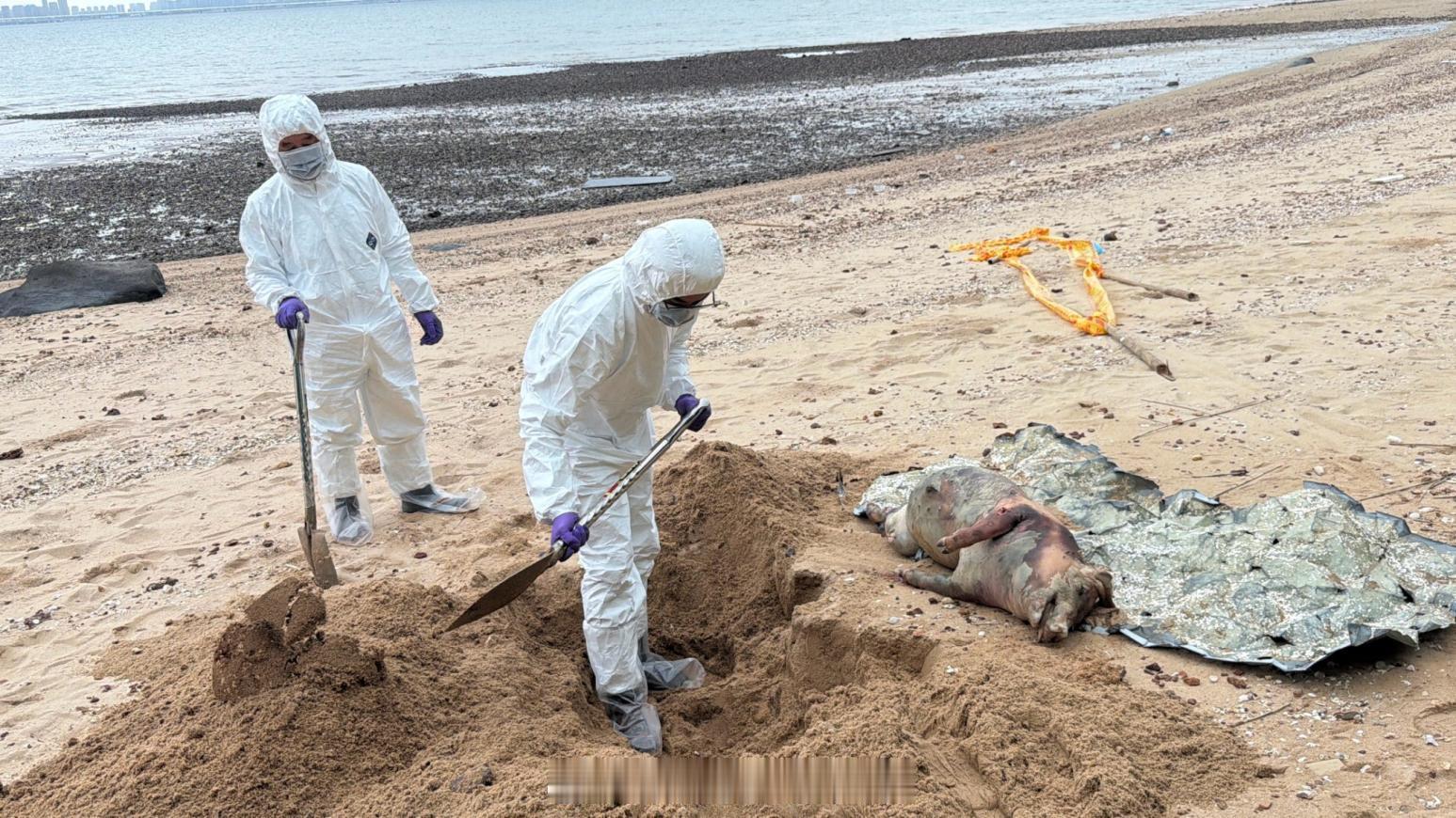 台海局势 金门台军W24据点附近海岸发现一头重约50公斤的死猪，经检疫发现呈非洲