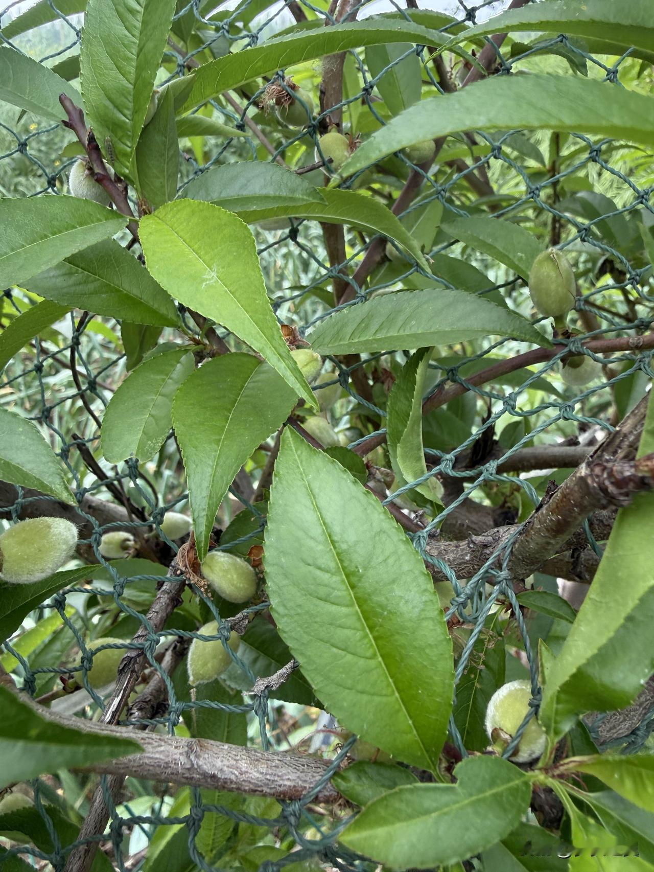 【小对联】
上：偏爱；
下：……？