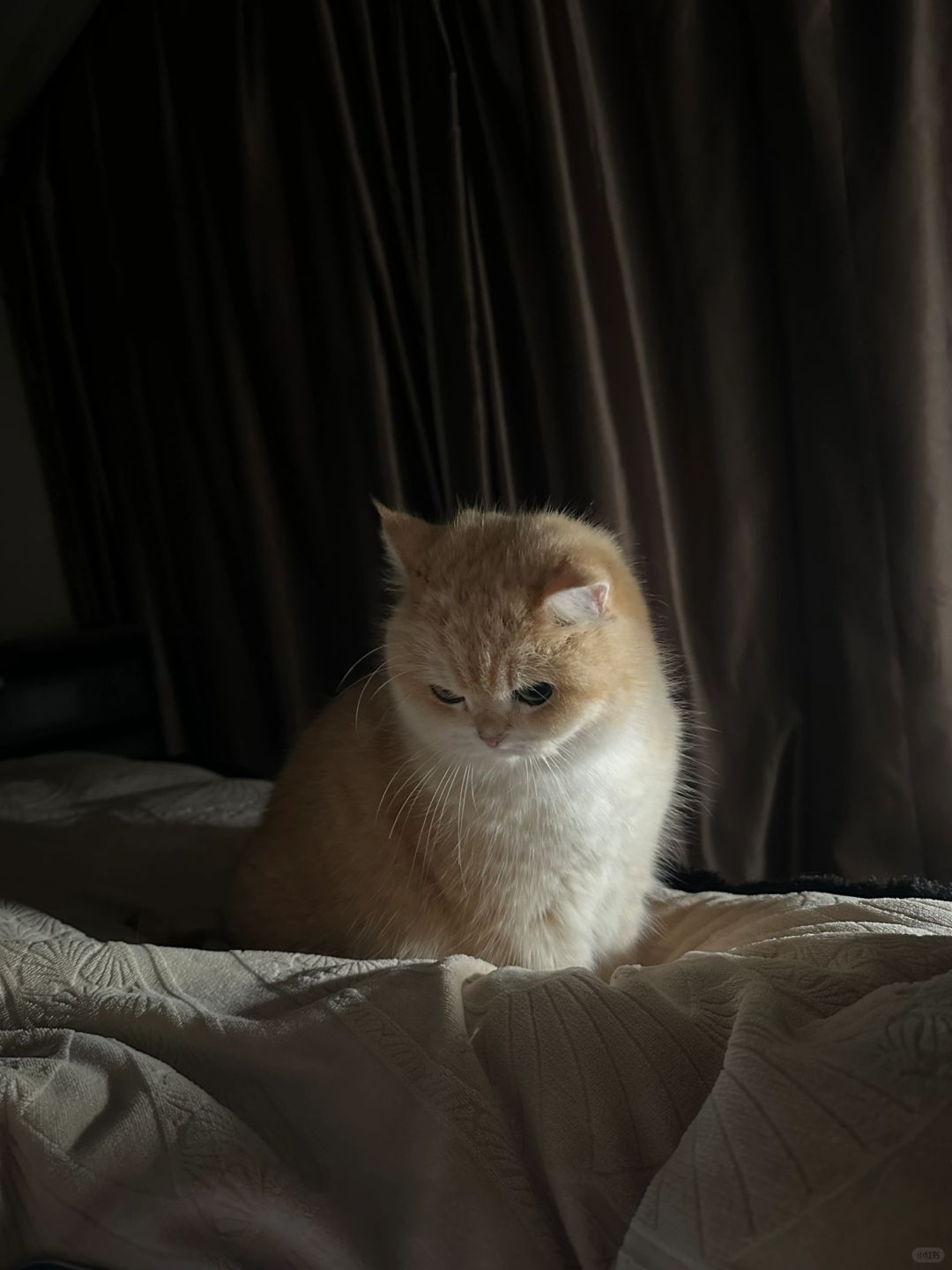 我和她说小猫咪不能进被窝
