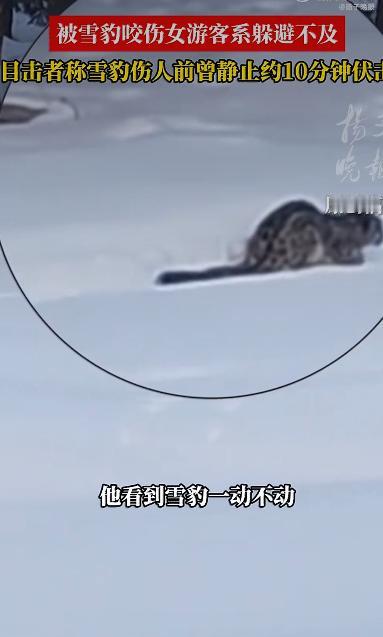 一位女游客在滑雪结束后返回宾馆的路上，意外遭遇了雪豹的袭击，面部被咬伤，现场情况