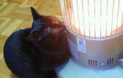 这个冬天不太冷。猫猫表示只想跑到暖炉前手冷就抬起手来暖和，累了就就在暖炉前睡觉。