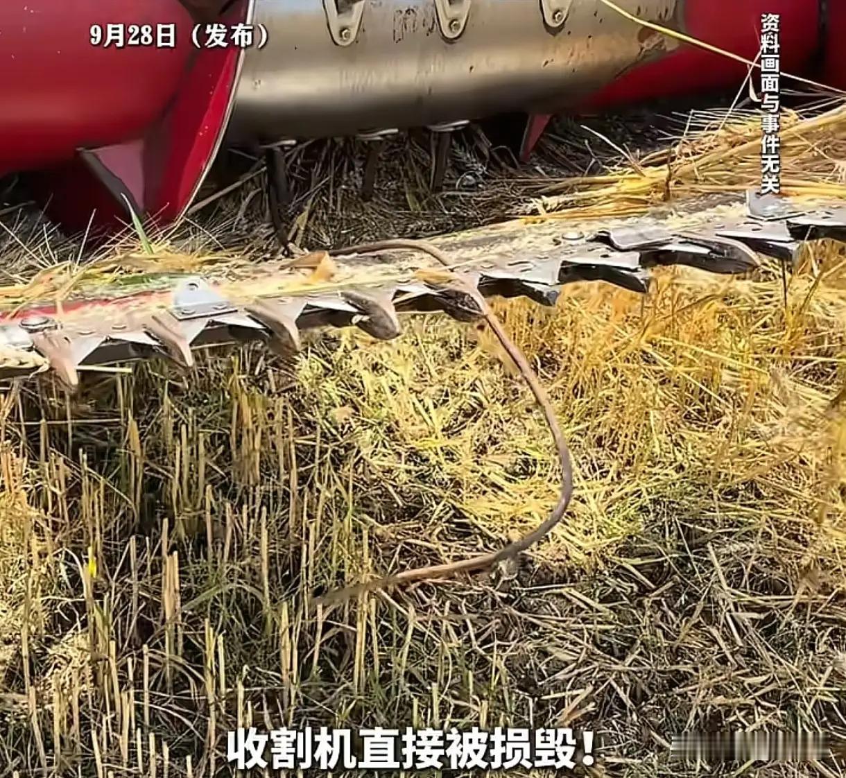 好家伙！玉米地里藏"暗器"？河北邢台男子收割机突遭疯狂报警，下车一看：4根粗钢筋