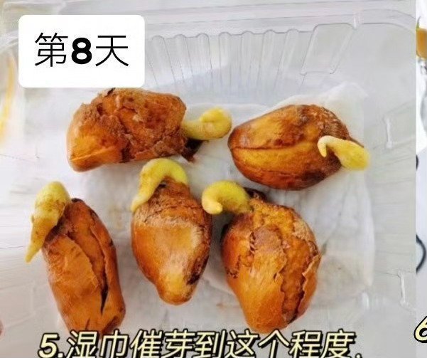 榴莲的种植方法🌱 从果核开始：家庭盆栽版吃完榴莲别扔核，稍加打理就能养出一盆好