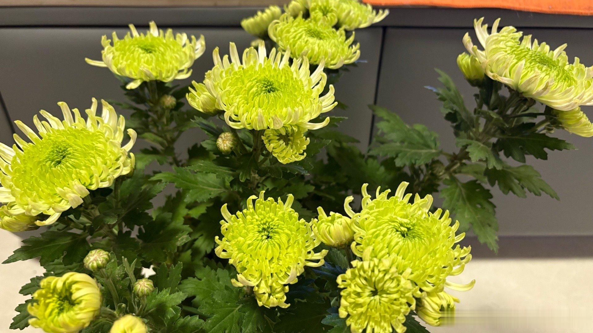 这是我的菊花，看看你的菊花[可爱][可爱] ​​​