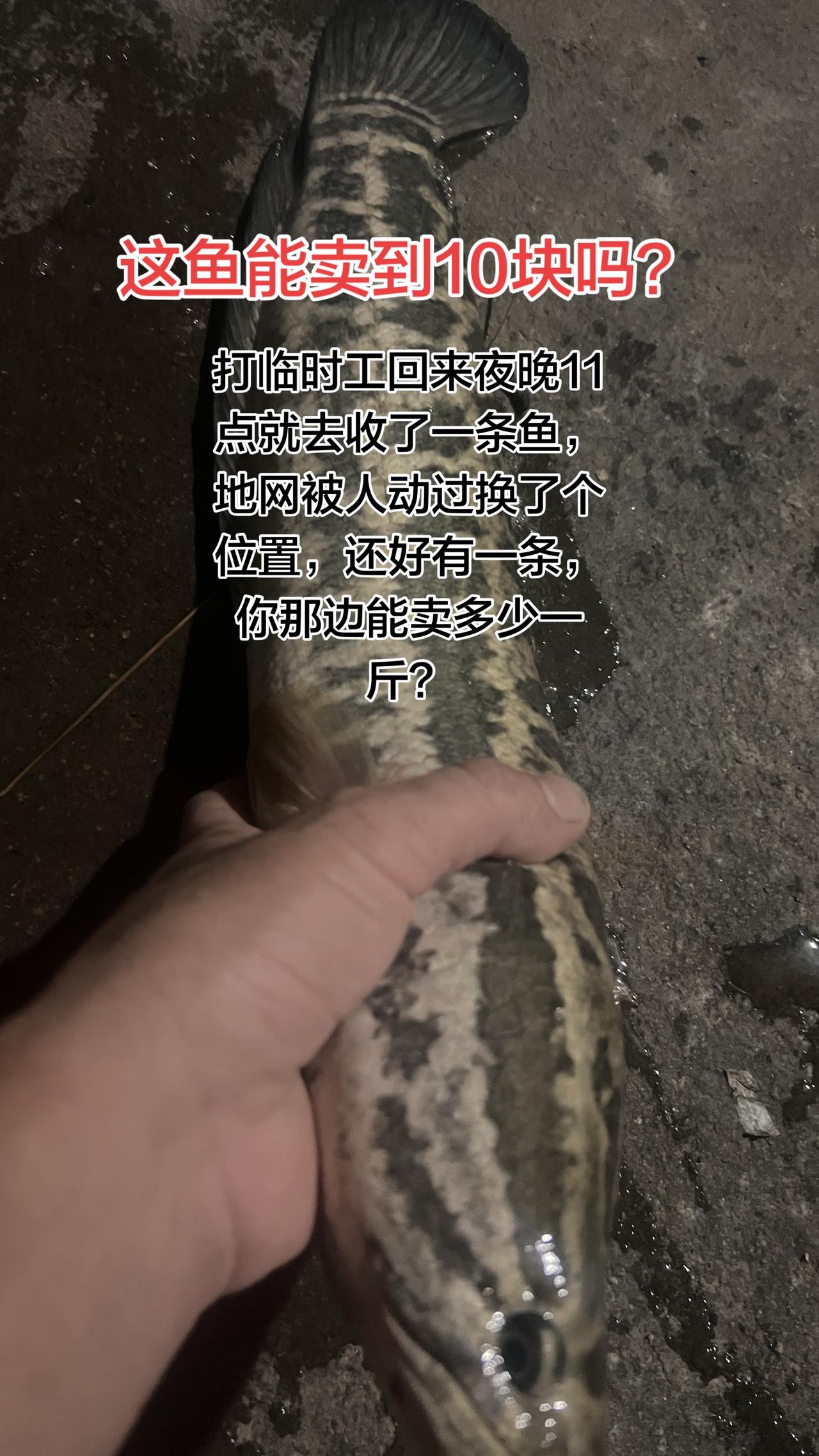这种黑鱼鱼肉很好吃的，不管你用来煎还是煮汤，它的肉都是比较脆，像那么大的鱼，你们