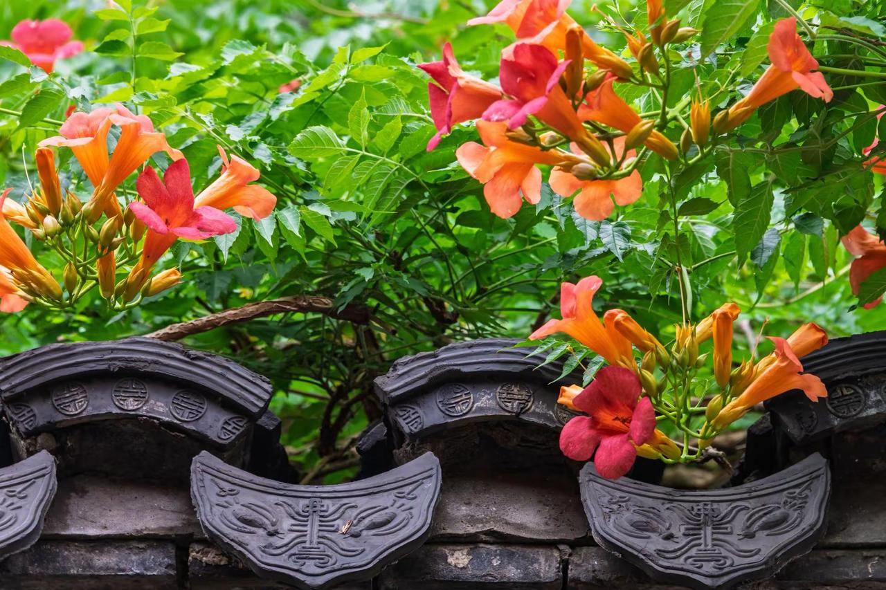 南京芥子园。南京芥子园中式建筑与绿植碰撞 中华凌霄