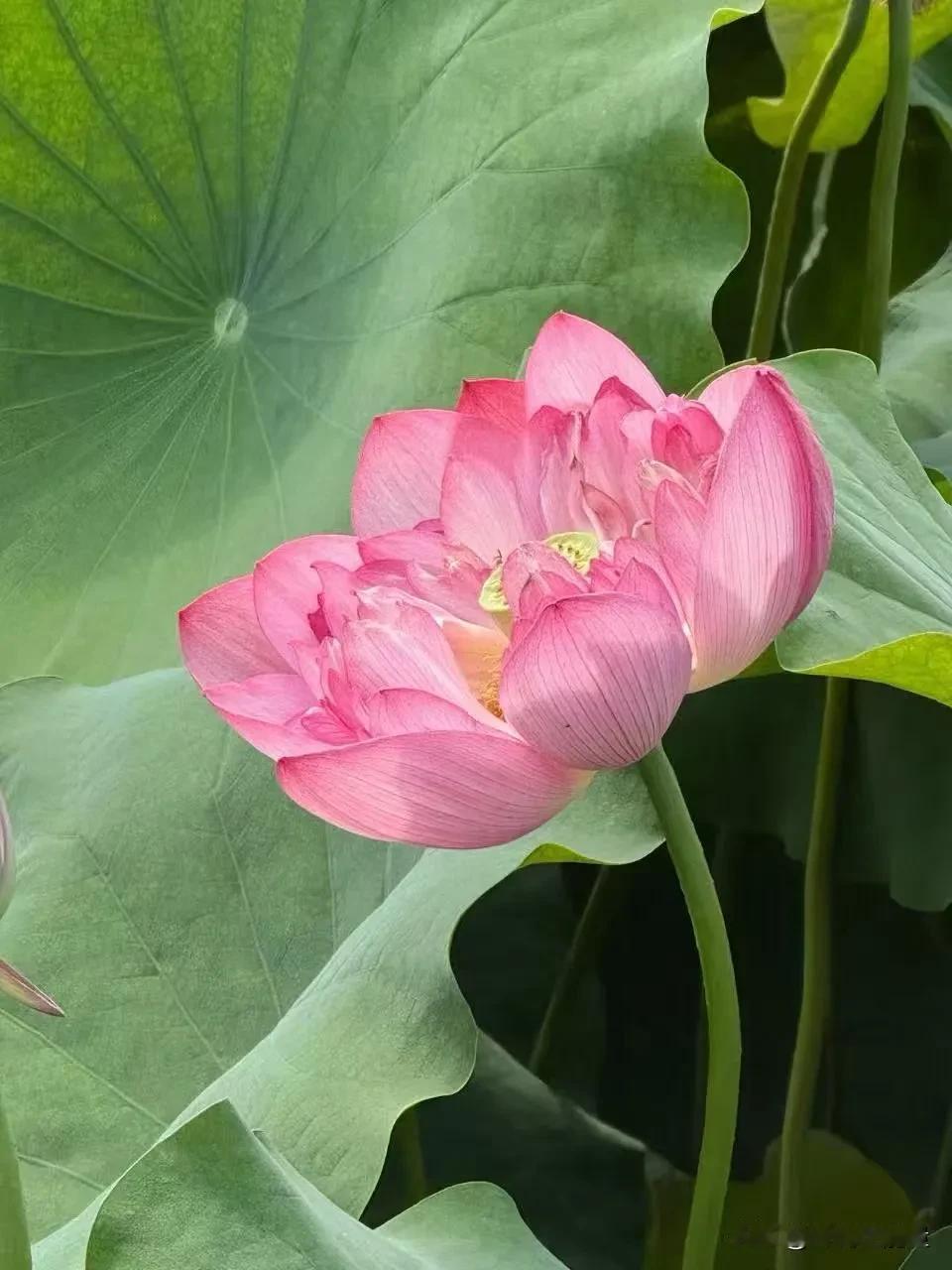 很多人吃亏，都栽在太重情义、太心软。别人一句道歉、几滴眼泪，几句示弱卖惨，过往所
