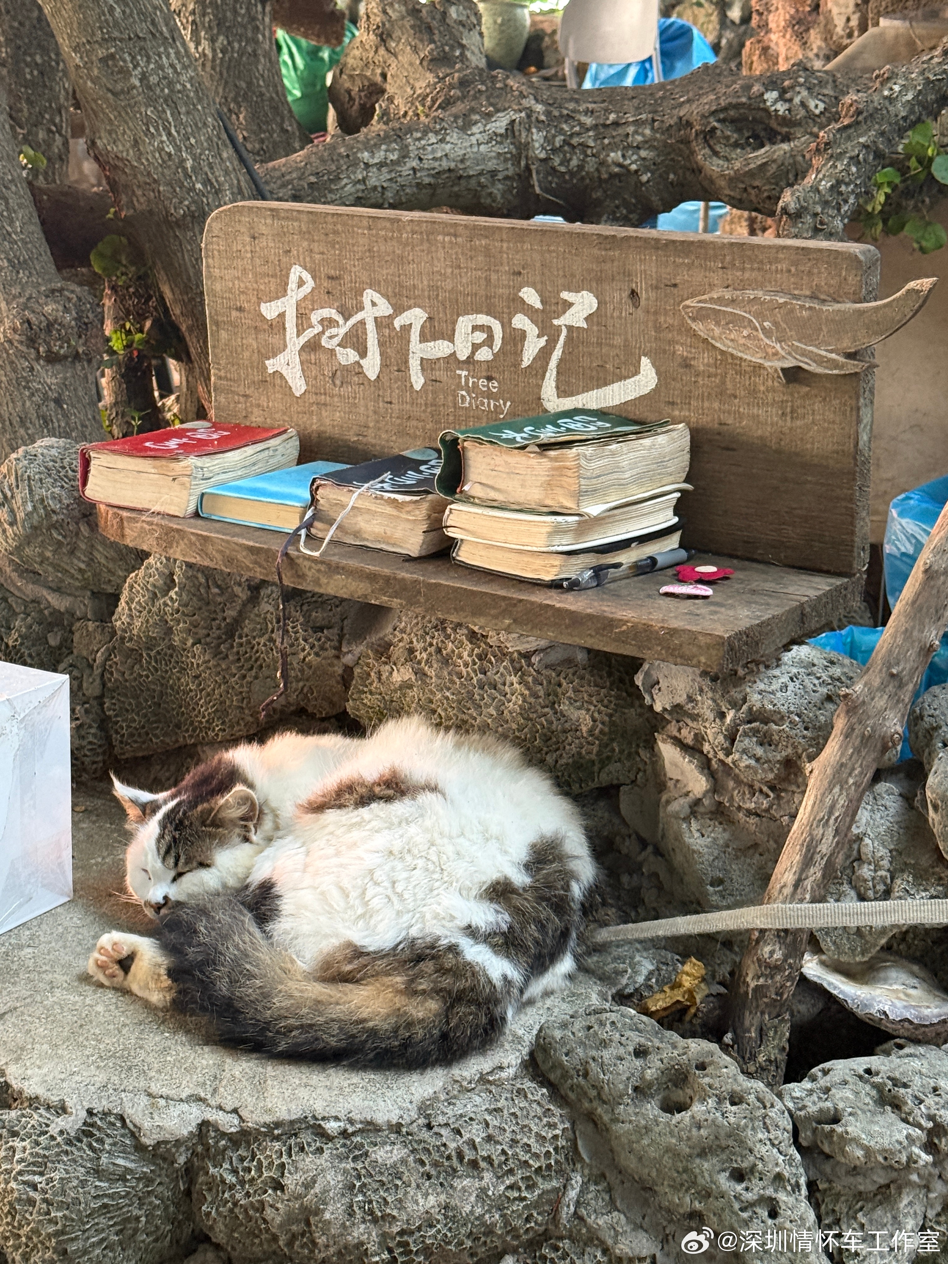 说走就走，奔赴徐闻南极村，中国大陆最南端的日落，一眼封神￼￼￼。夕阳悬在琼州海峡