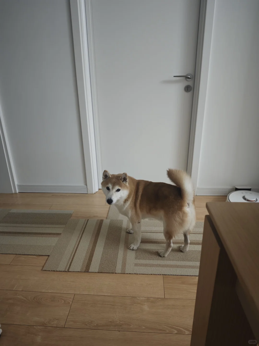 因为吃多了栗子放屁太臭被轰出房间