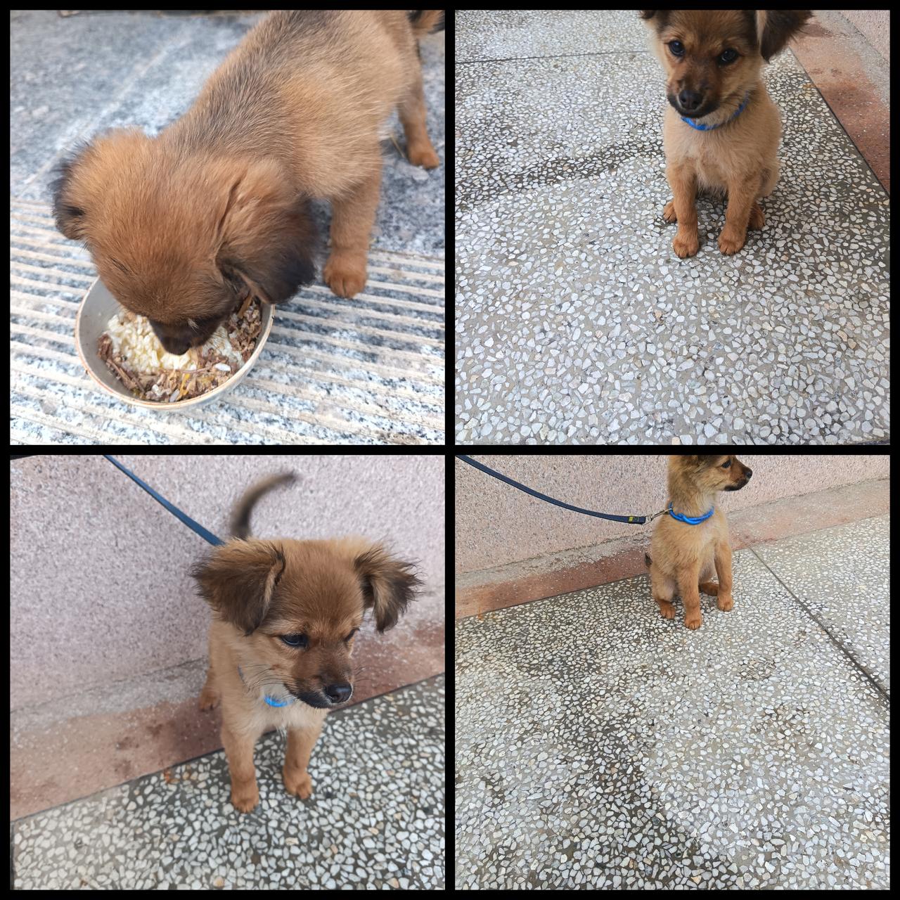 俗话说，“猪来穷，狗来富，猫来了开当铺。”

我听信了这一说法，将散步时跟着我回