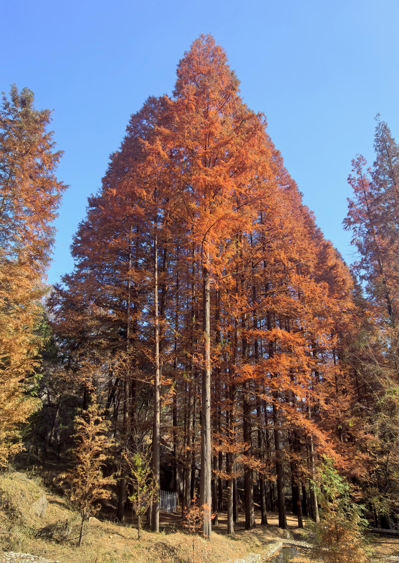 七律·小雪
小雪时来冷见常，
平畴远塞尽苍茫。
霜秋已老山河静，
落叶无争草木黄