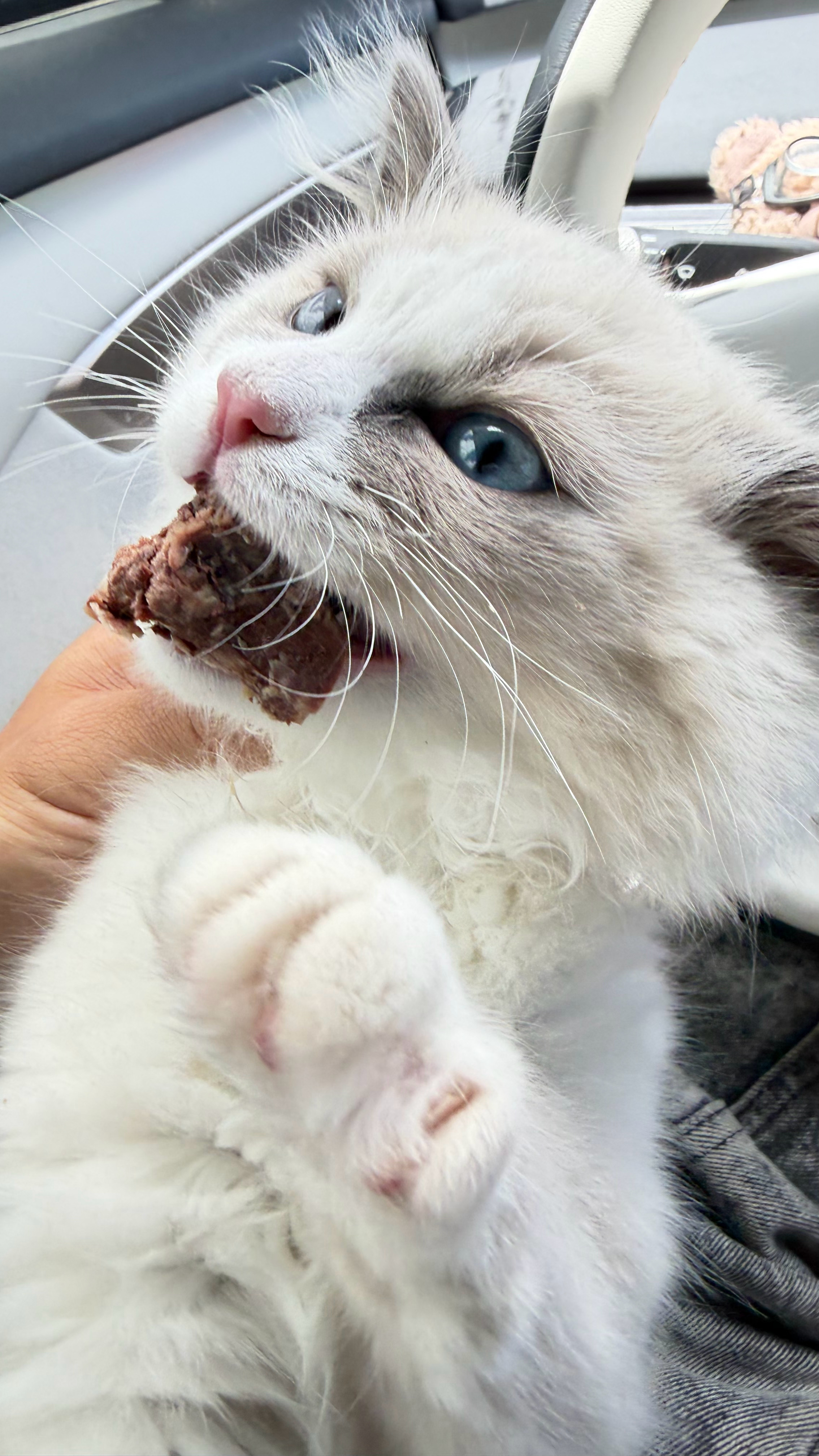 小李啃鸡爪，小猫吃鸡骨头完美闭环，就是猪猪小子，总是把牙齿扎进骨头里拔不出来 阿