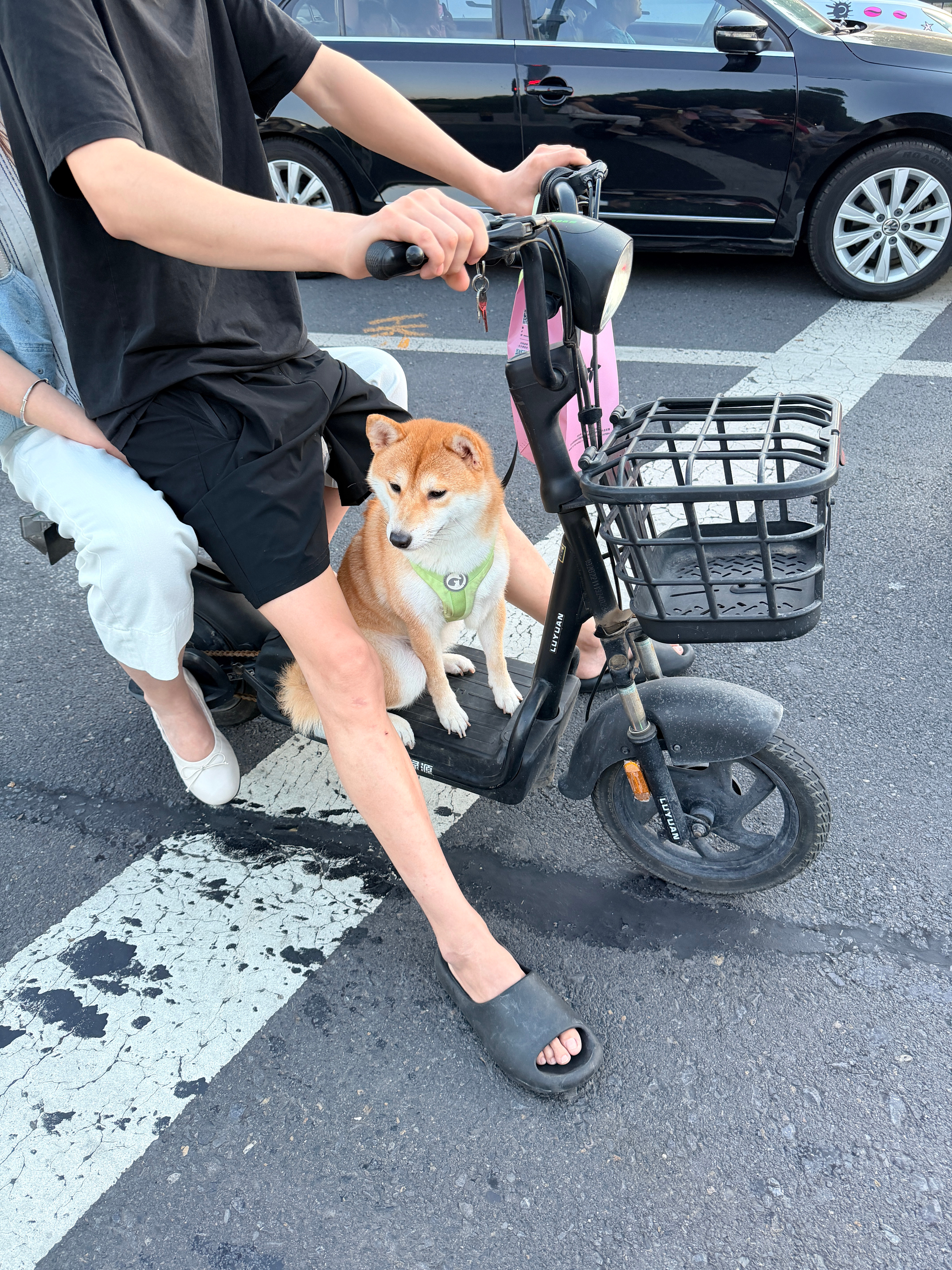我和英俊的日常我和英俊的日常 可爱狗子还是柴犬用镜头顺手记录生活