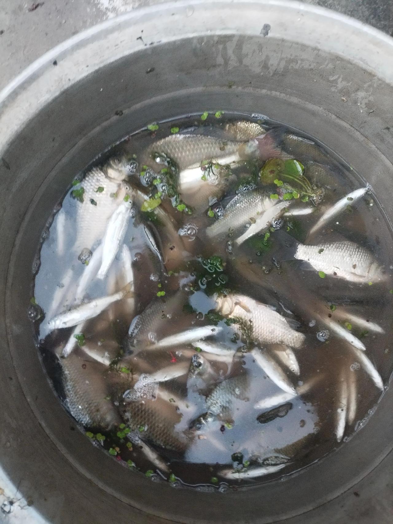 下午钓的
