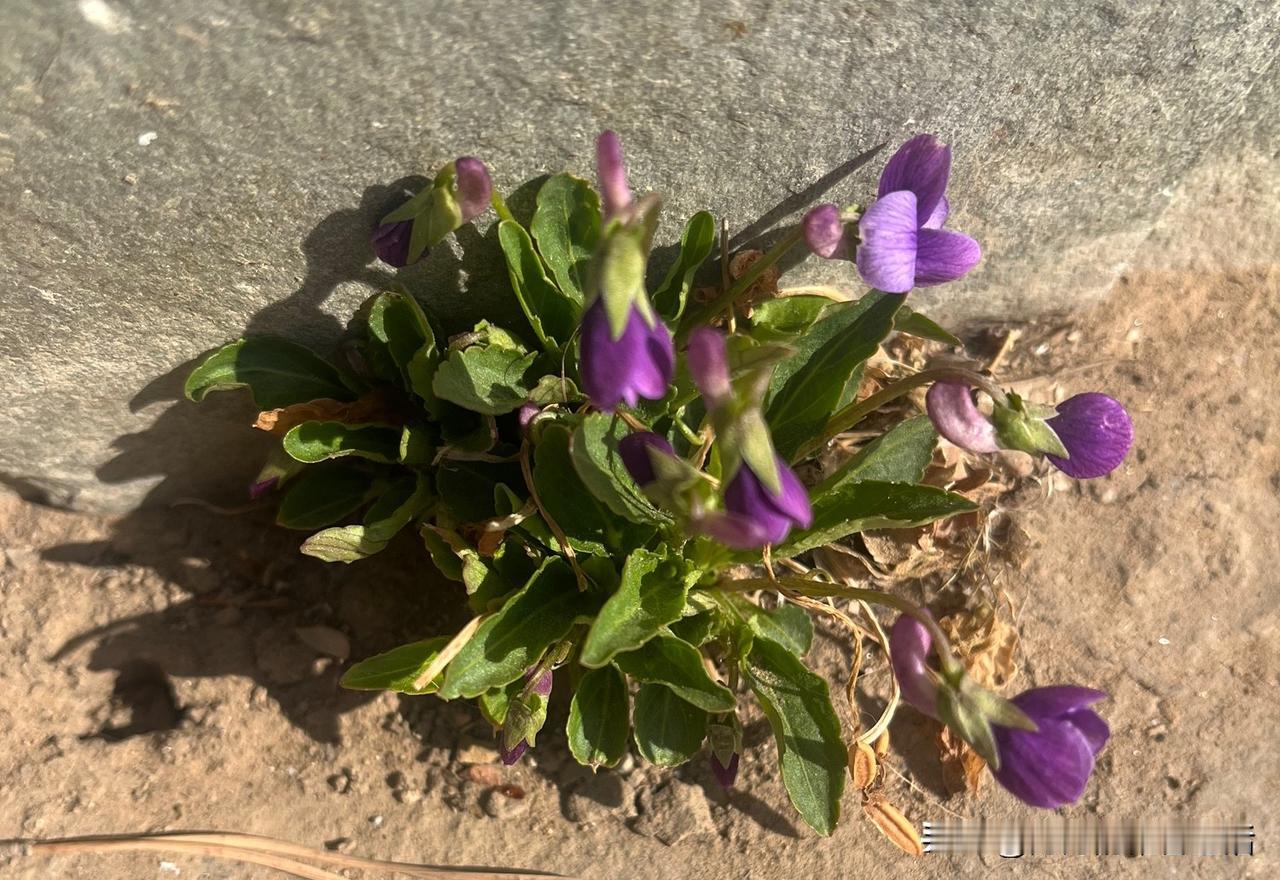 我的流水账日记：4月2号

1:今日行程：上午去书店看书

2:今日新知：营养和