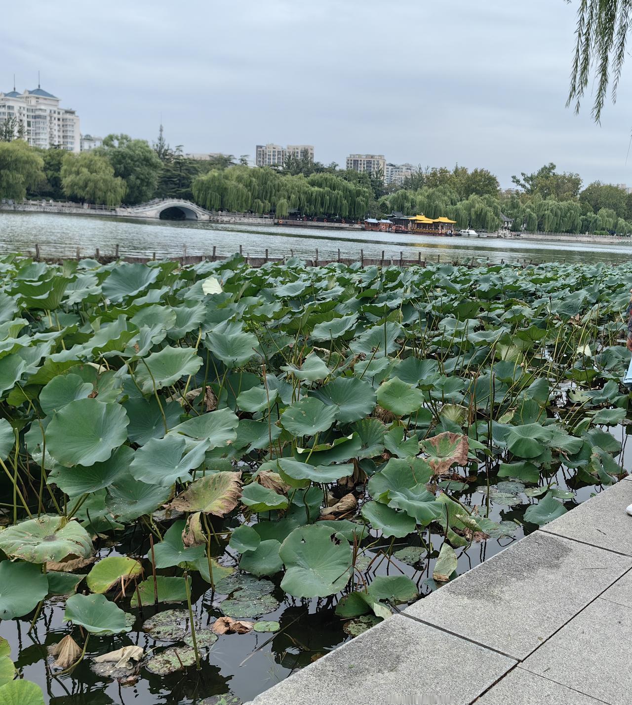 下联：楚云飞雁高

上联夏雨荷是电视剧中的人名。夏雨荷花是一种场景。人名和场景是
