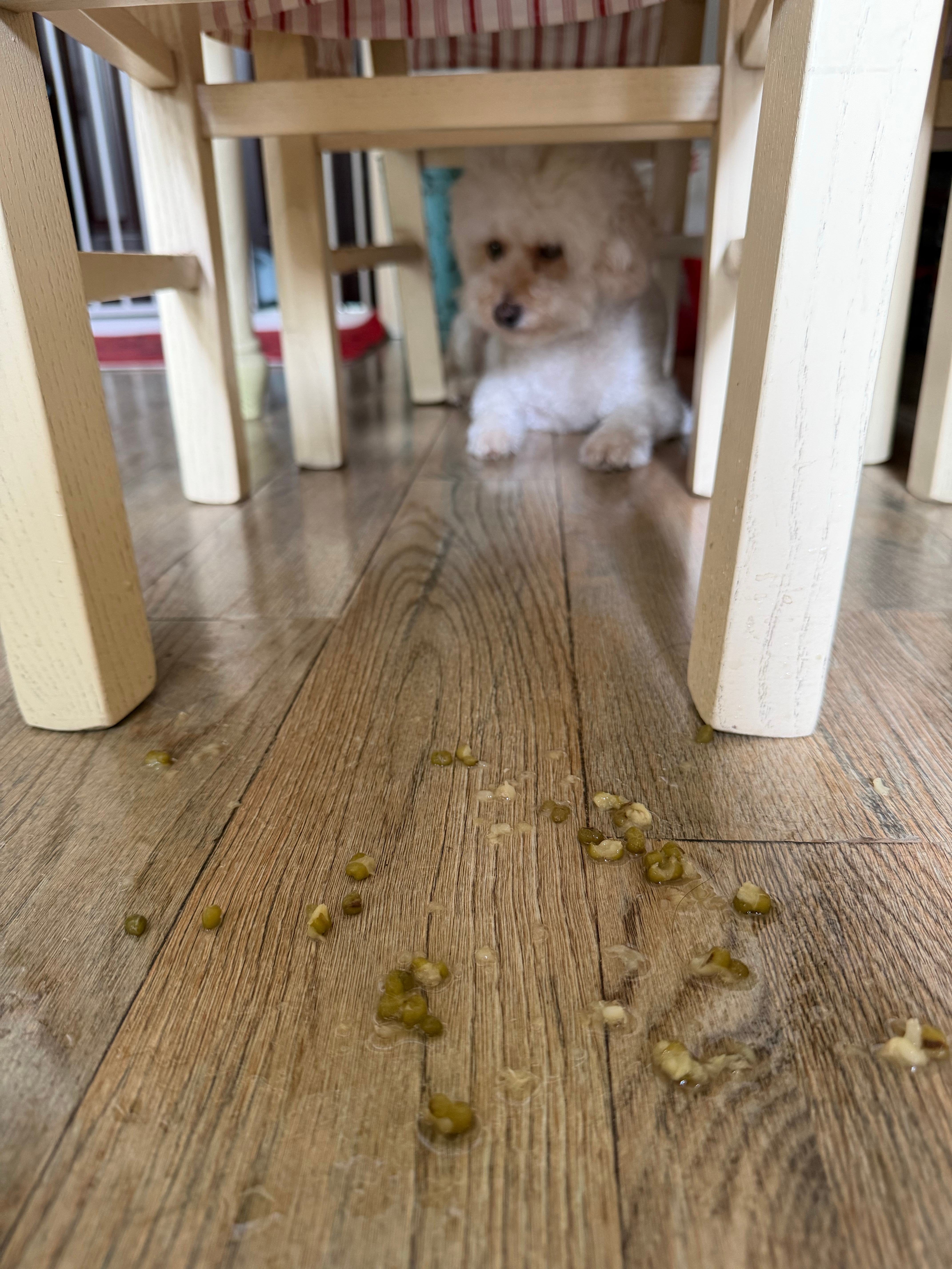 今日不宜吃饭🍚两次犯错了一次锅铲掉下来了卷宝吓一跳二次稀饭😩翻了卷宝很淡定瞧