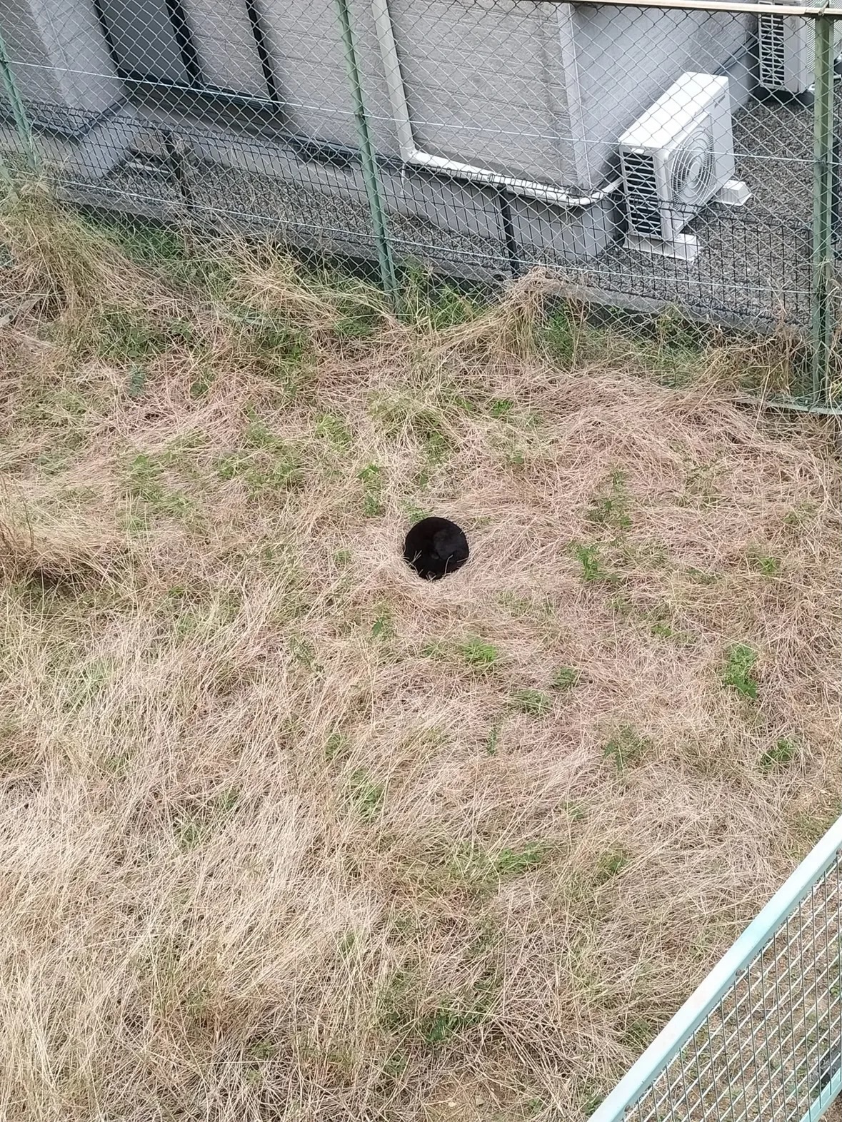 日本网友在家对面杂草区，发现一个神秘黑洞，仔细一看，原来是一只熟睡的黑猫。mem