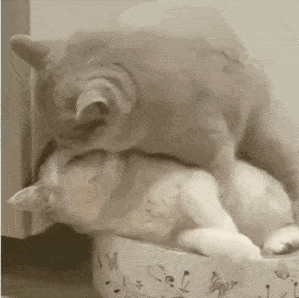 明天又有好多事情要忙，睡不着～就不睡，就不就不～otk结束，🫴🏻，扇了30下