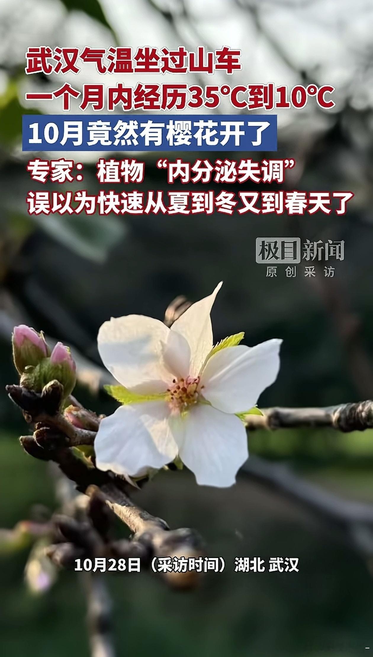 武汉樱花内分泌失调，活久见… ​​​