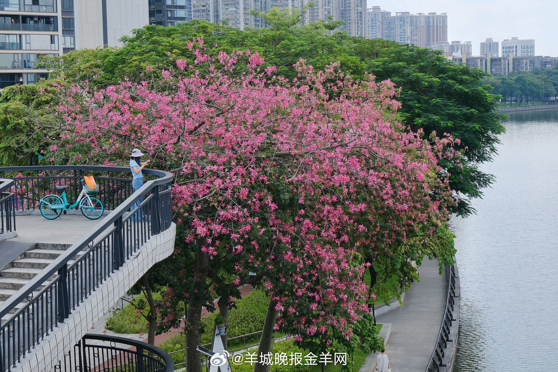 #早安#保有自己的热爱，也不辜负眼前的寻常风景，在一天天的用心生活中，积攒起属于