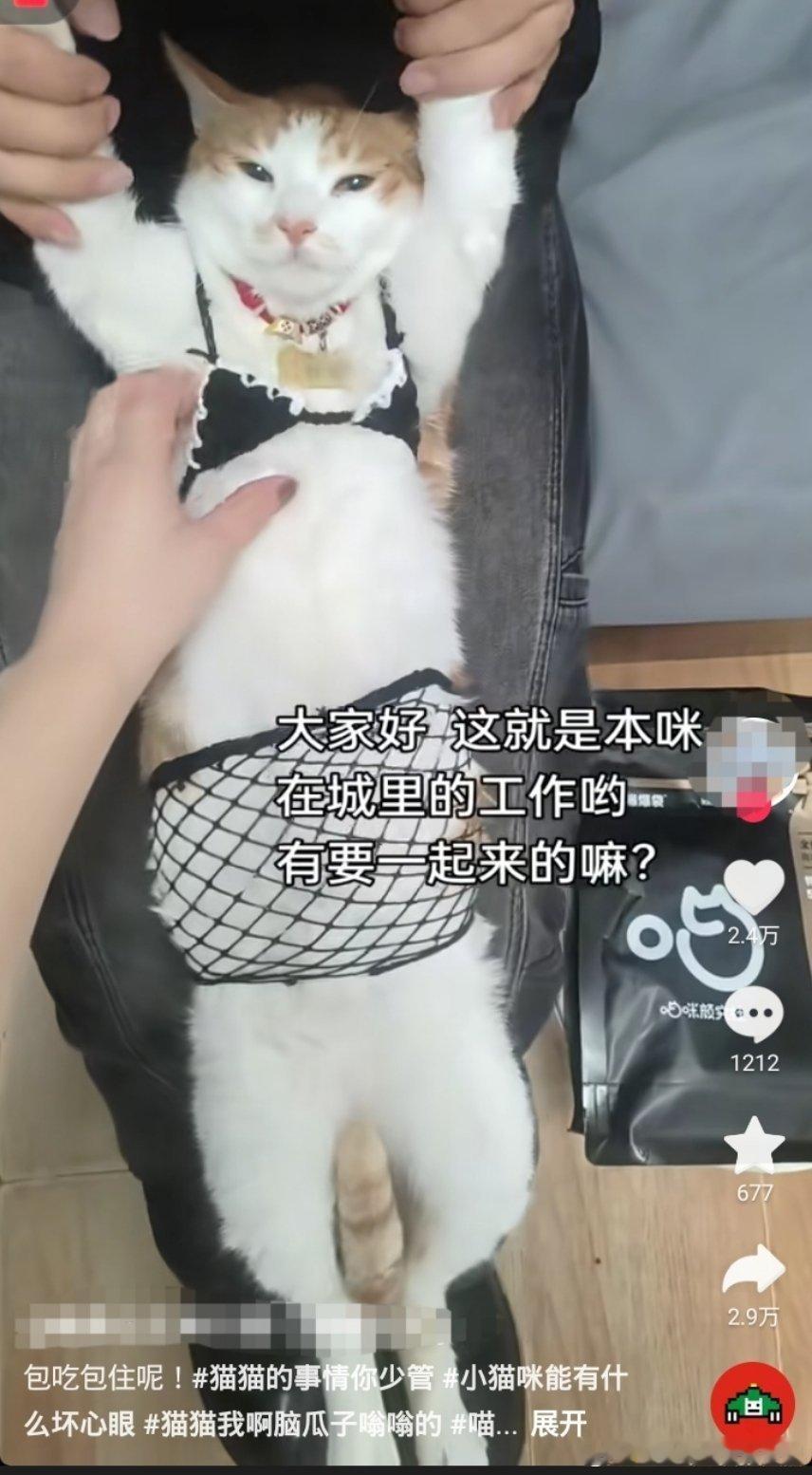 别⭐化小猫了行不！ ​​​