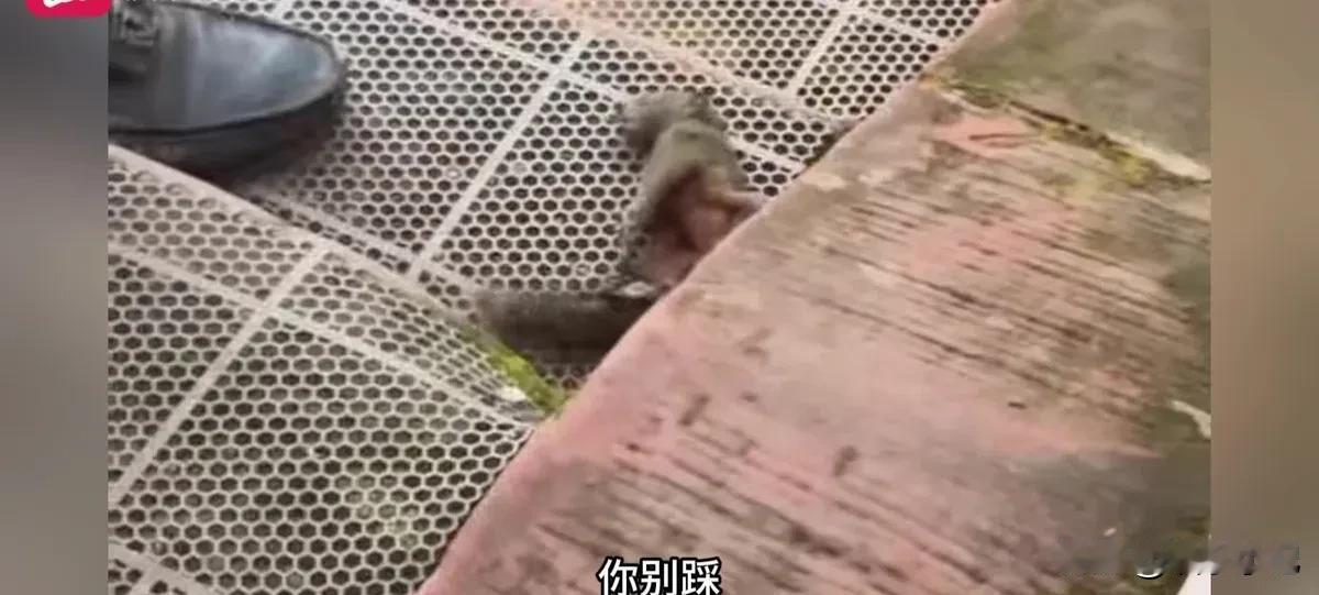 那只赤腹松鼠被一脚踩住的时候，旁边游客的惊呼声都劈了——"你做什么！快抬脚啊！"