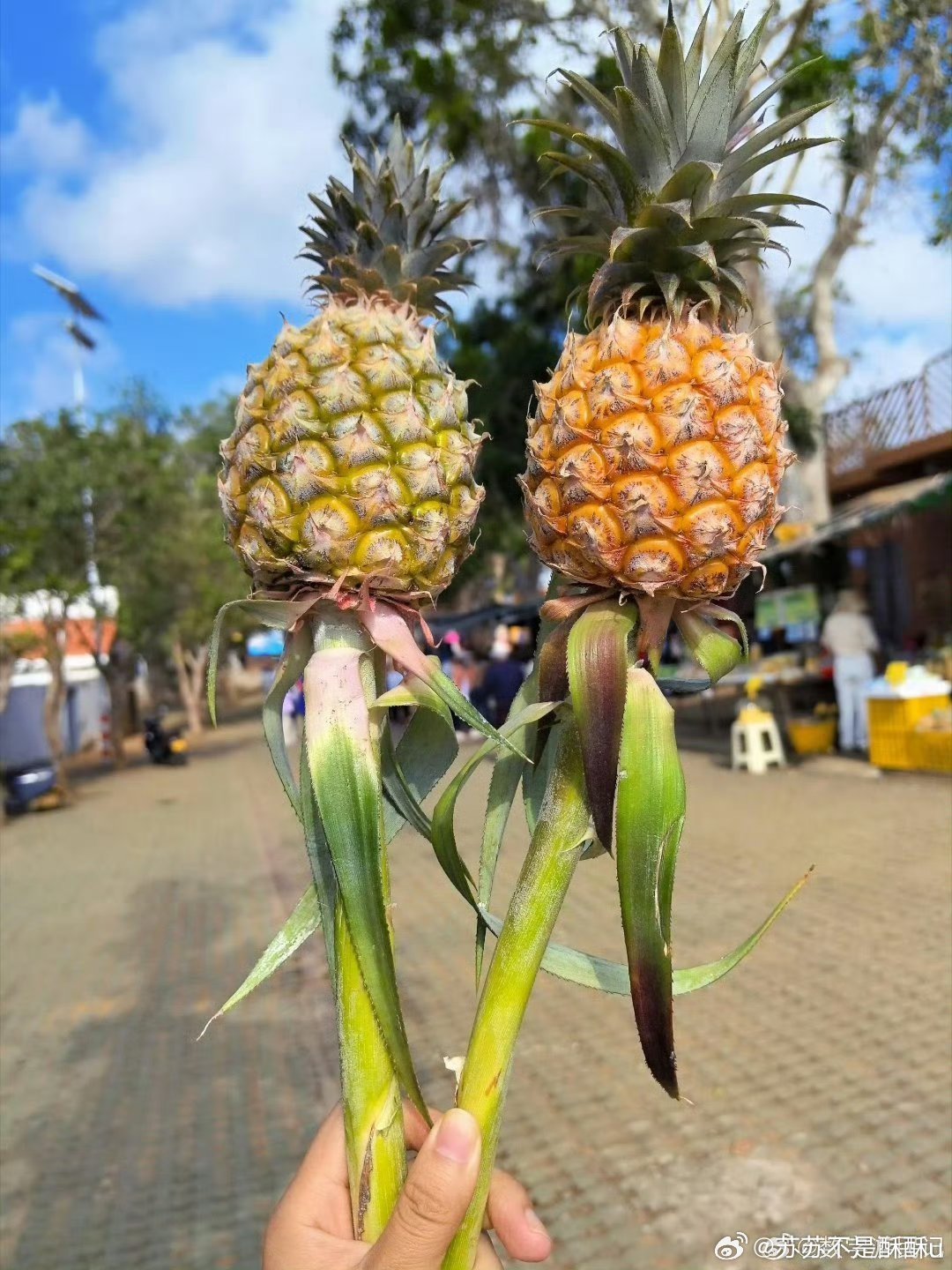 半个中国的人来海南抢凤梨人气爆棚！全国客商奔赴海南抢订凤梨，百家媒体实地探访点赞