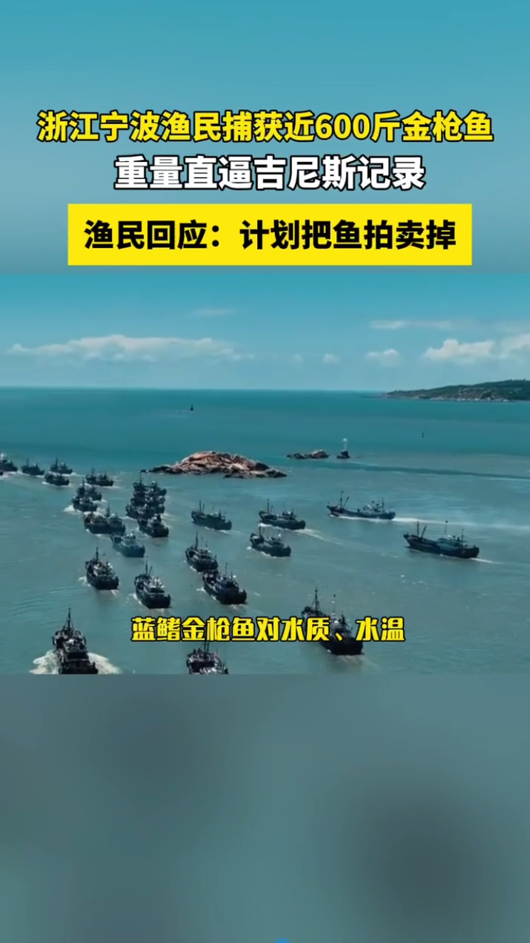 渔民回应又捕获近600斤重金枪鱼渔民捕获近600斤金枪鱼上架拍卖奉化渔民连获大鱼