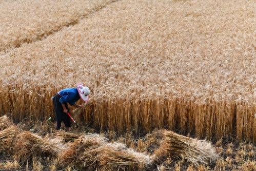 郑文明：若一个个乡村走向凋零那中国现代化会犯历史颠覆性错误

郑文明曾尖锐指出，