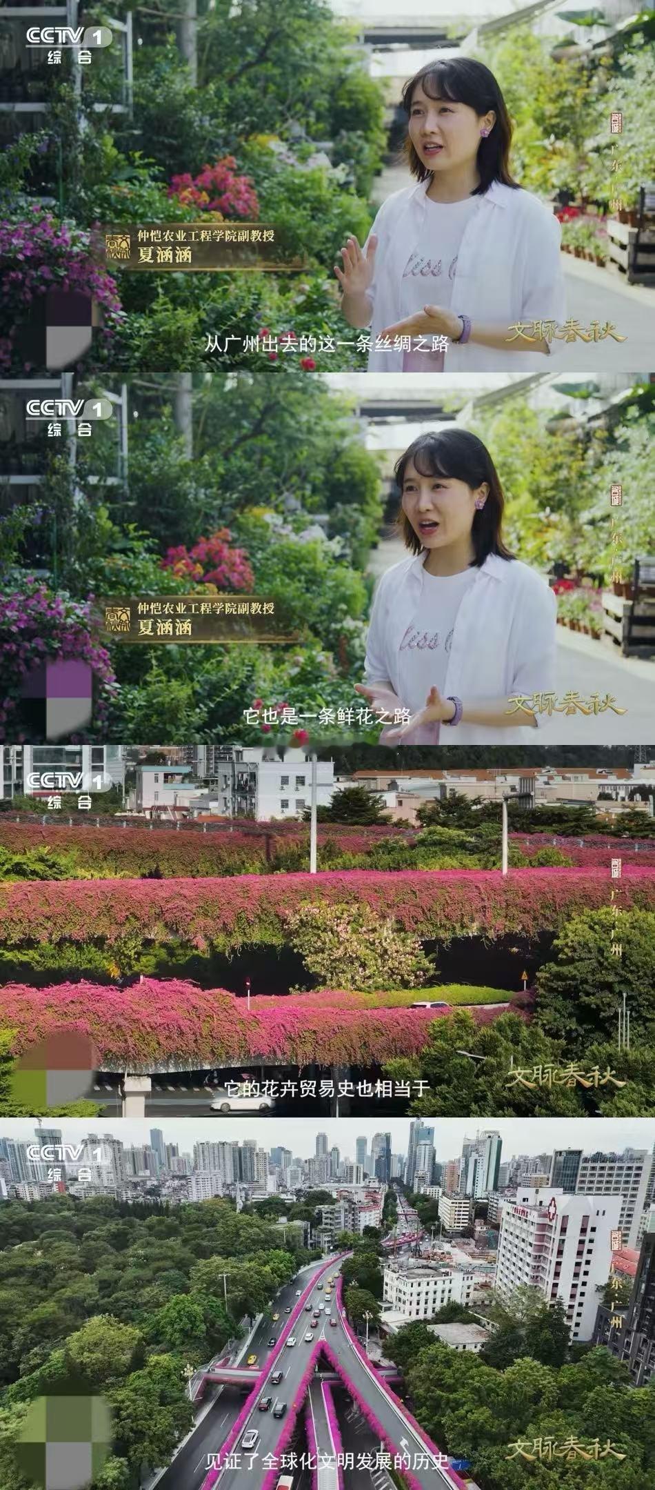 玫瑰竟有中国月季血统 一片片花田取代了沼泽，一座座花市点亮了城门——广州的浪漫基