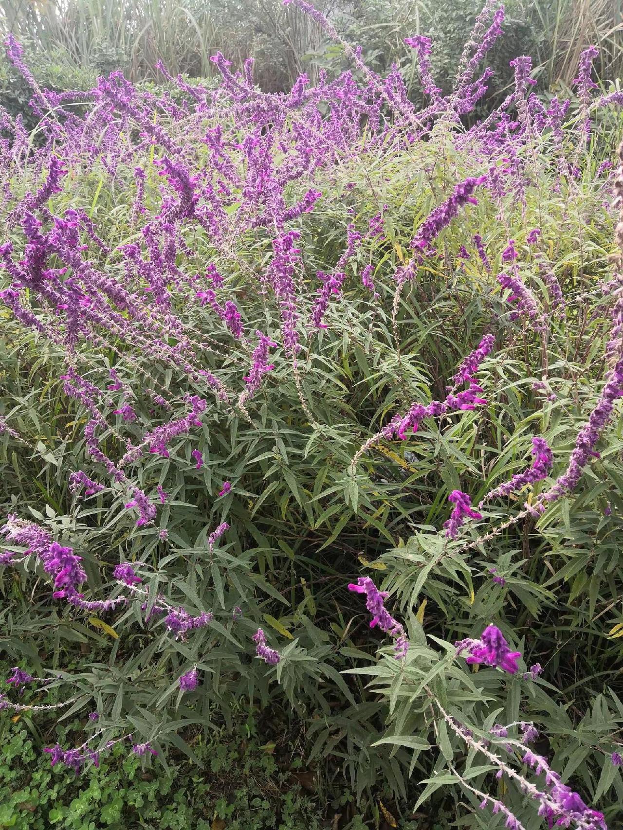 金堂县工业区淮口美丽的花朵已经开了，很是美丽，但又不知这是什么花朵每天认识一种植