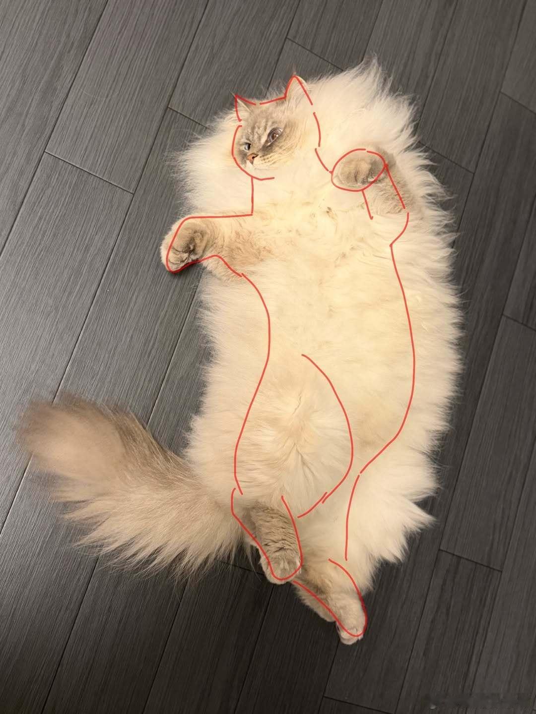 爆毛西森猫的真实体型..cr：eleven11neko 