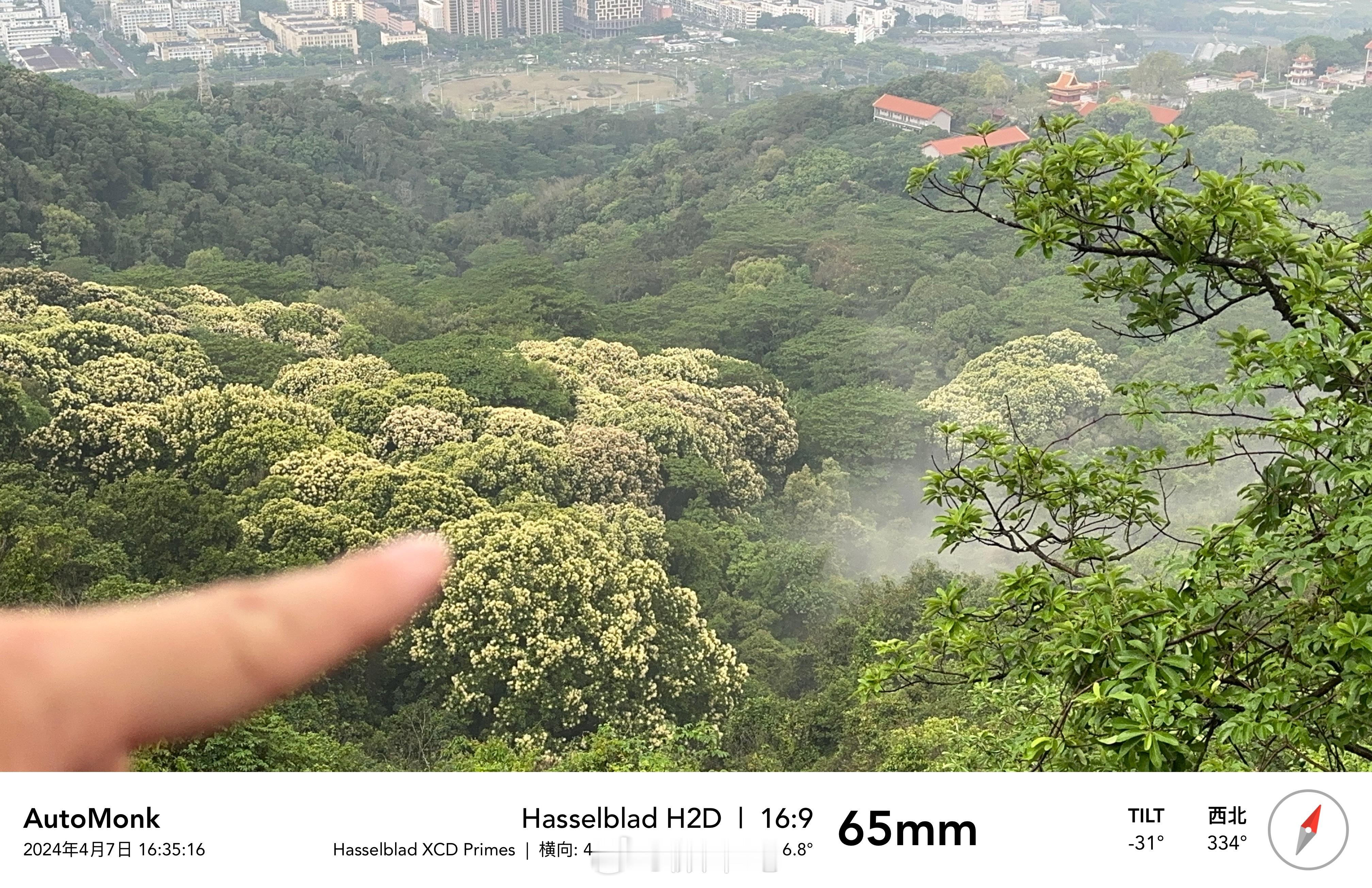冒着小雨登望烟楼，沿途的山径旁荔枝树鲜花盛开着，再过两三个月就可以成熟上市，脑海