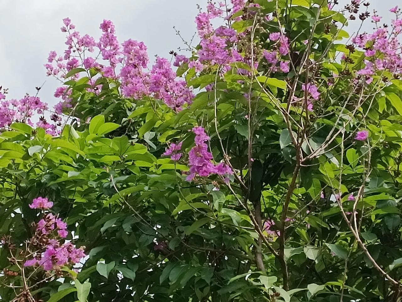 分享一下你随手拍下的照片
紫色花，好象和紫薇花一样的
我就叫它紫薇花吧
其实花真