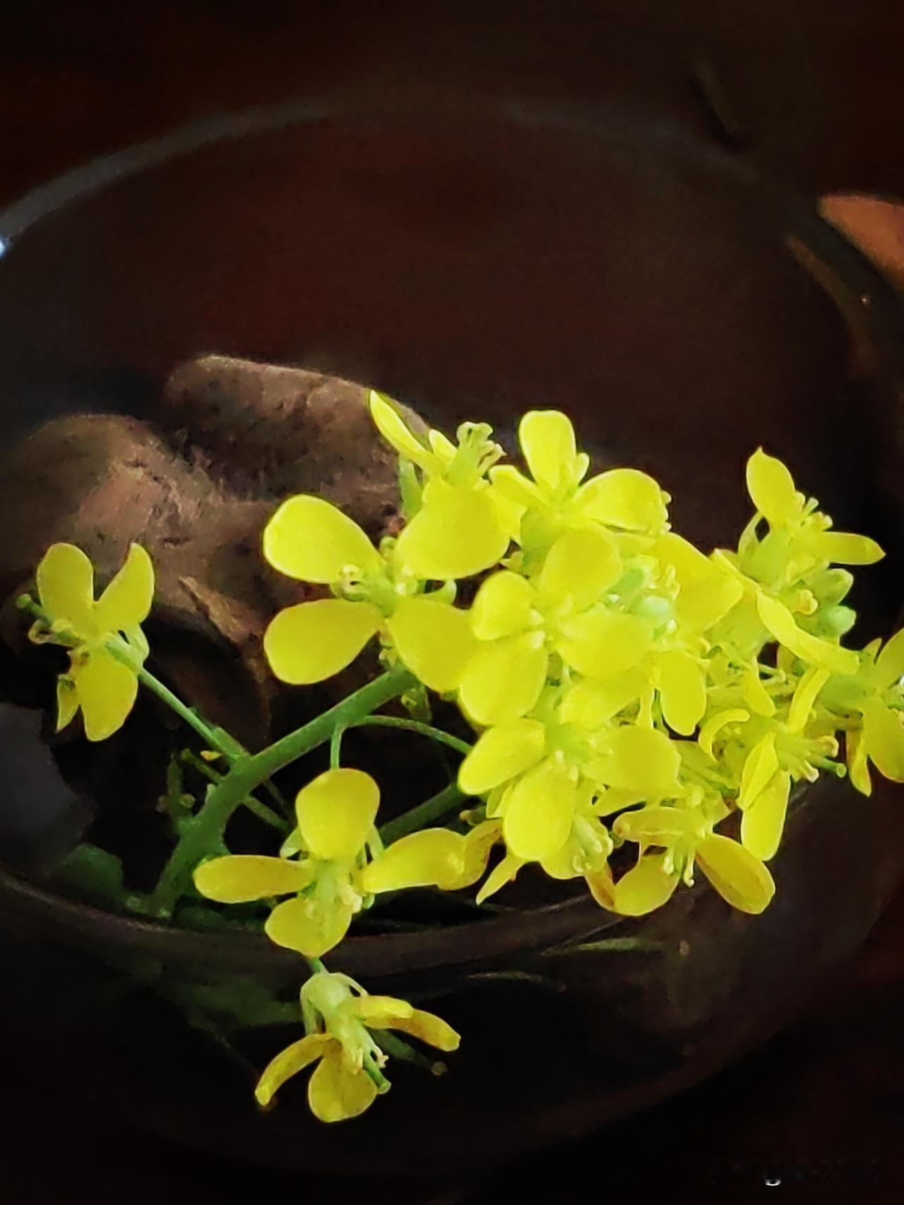 分享一下刚拍的花，
友猜一下这是什么花？

眼中有景心中有光，
好漂亮啊！