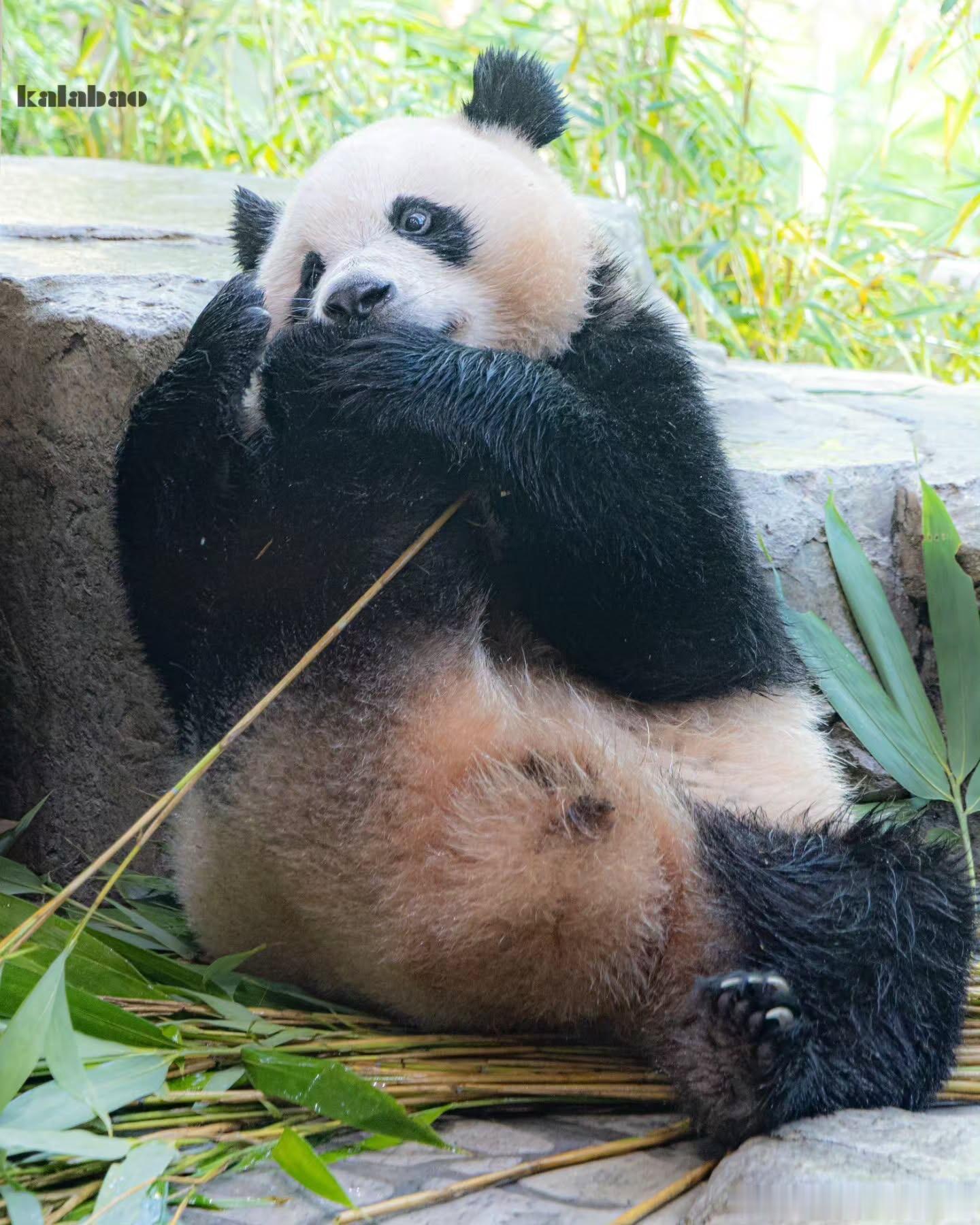 辉宝是个灵活的小胖子 