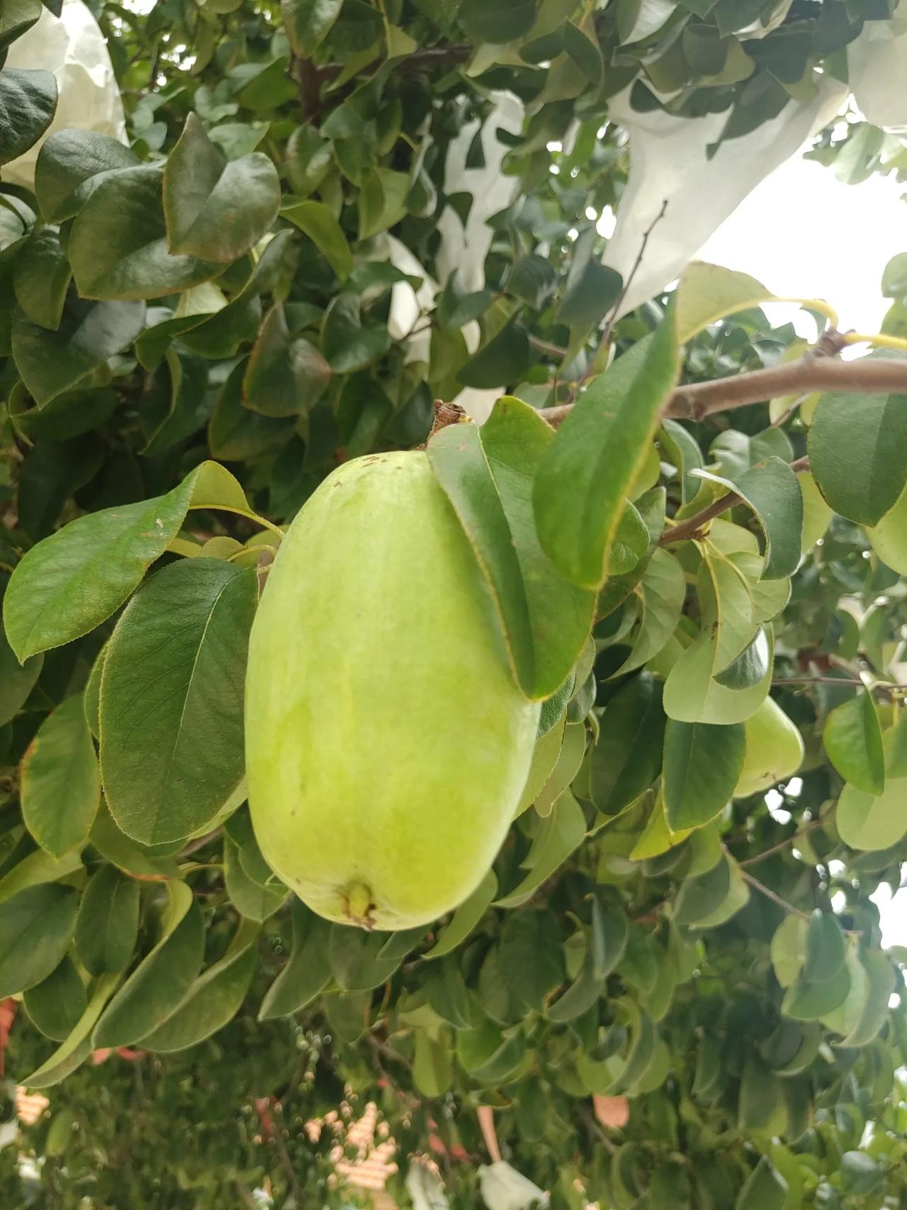 这是什么果？第一次见到。有见过的，请告知，它叫什么名，是直接食用的水果吗？
植物