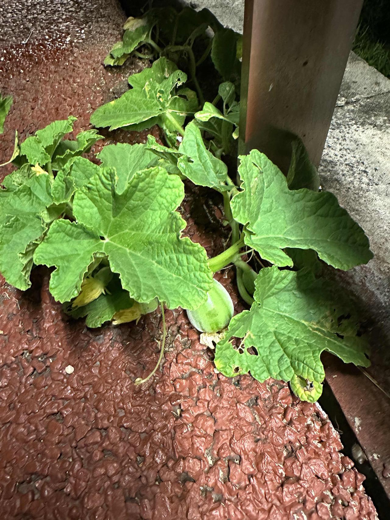 昨晚8:00多钟就去康养科看望二老了。

老爸侧躺在床看电视，声音也不重，不会影