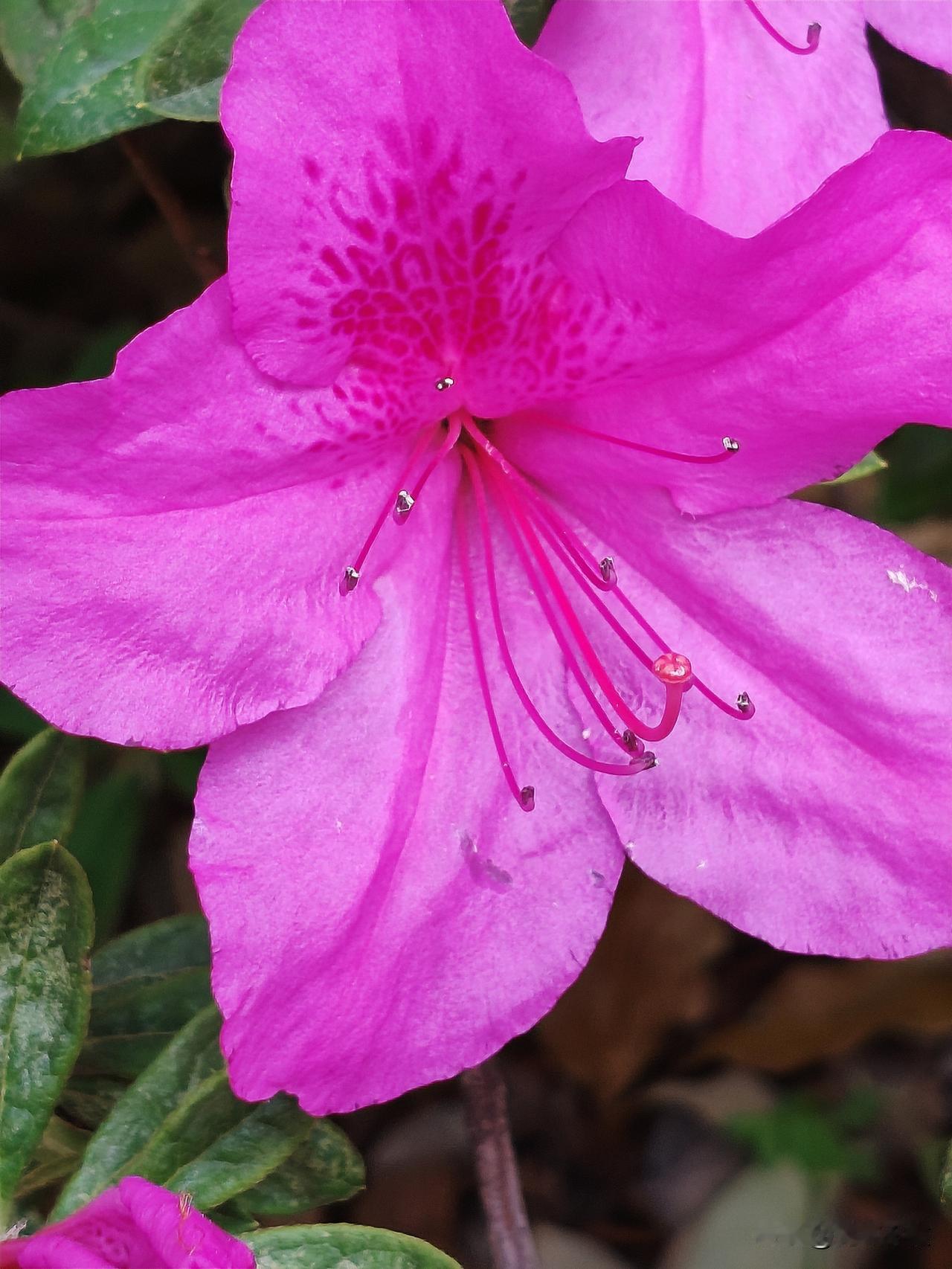 发一张你相册最近拍的花今天在小区里面看见杜鹃花开得绚丽夺目，忍不住拍下的。