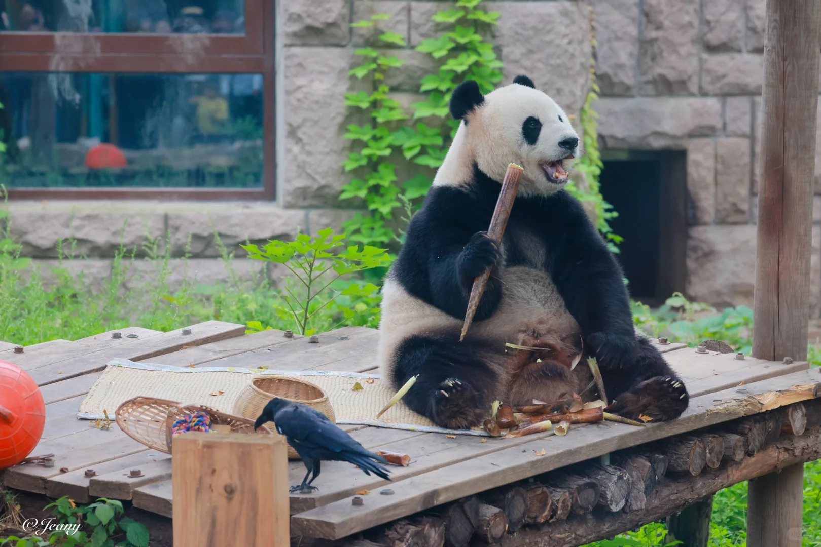 乌鸦（白毛）又来当萌萌的🐼陪吃…