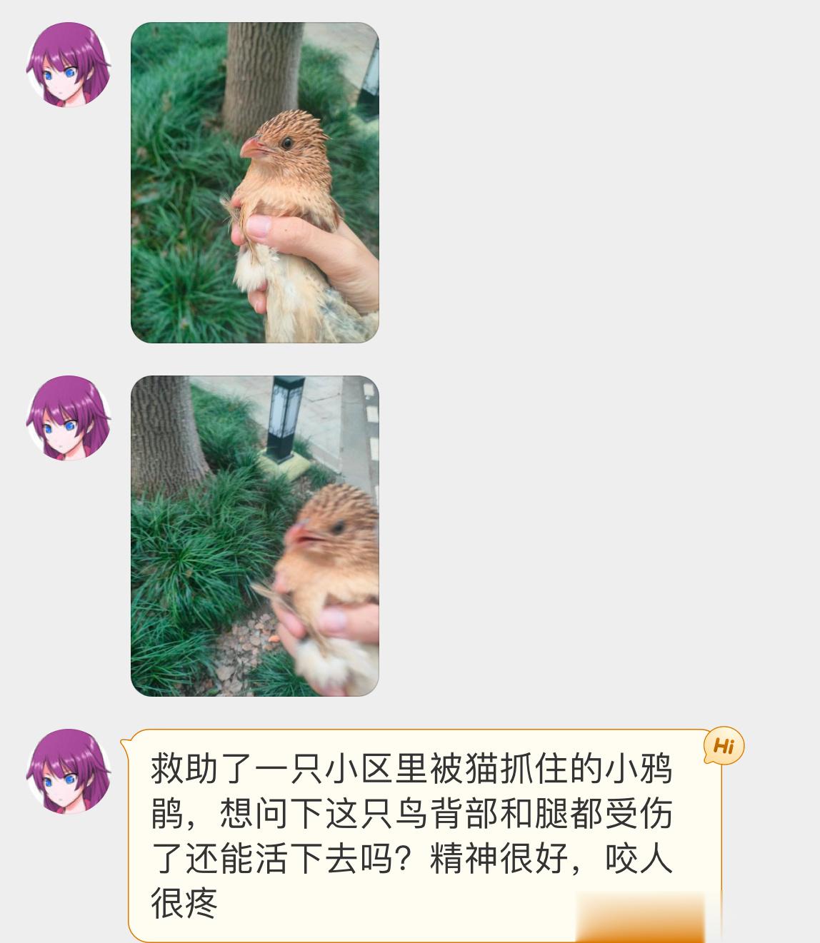 #野生动物与流浪猫# 从流浪猫口中救下的【小鸦鹃】（二级保护鸟类流浪猫是当地野生