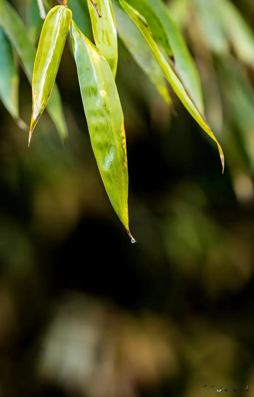 润物细无声，东风潜柔情——雨水，让好事发生，待生命长成。今天是雨水，是春天的第二