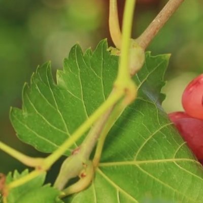 🌿 🌿 没有什么可以拒绝不竭的汗水，更没有什么可以取代梦想的光芒。积极乐观、