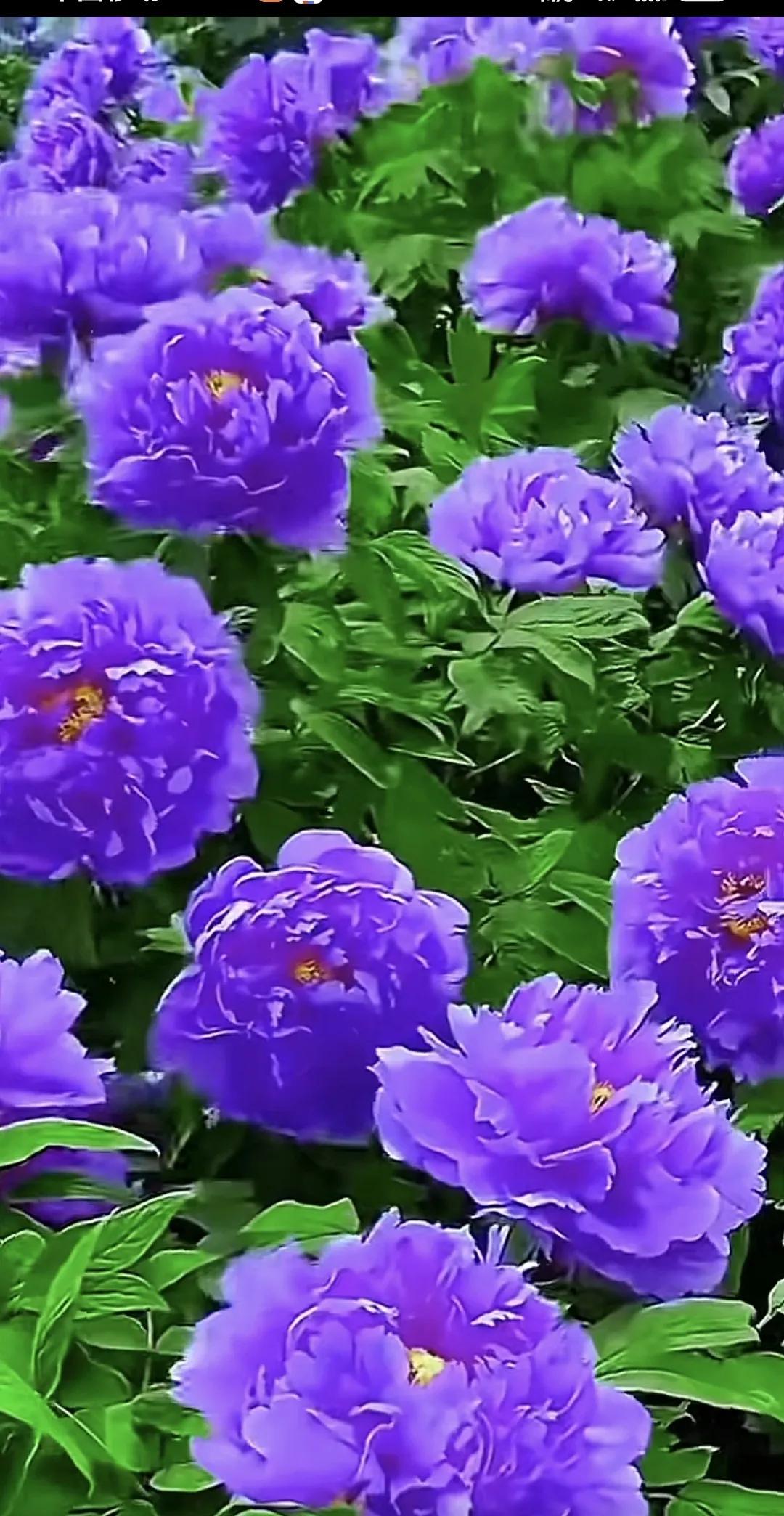 以平常心看世界，花开花落都是风景。#风景# #花美景分享# #牡丹花开美景。# 