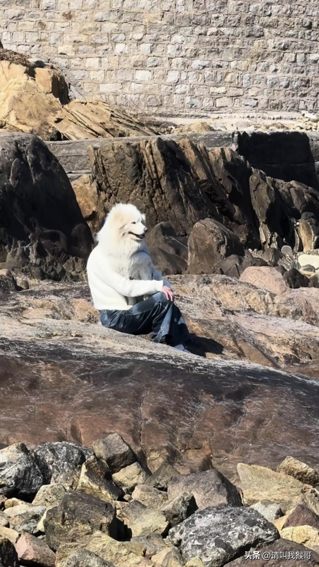 谁会周末无聊到带一条狗去看海