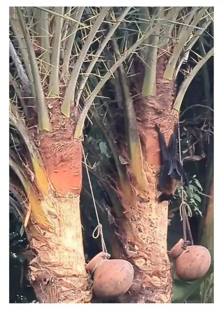 印度捕获1只有尼帕病毒抗体蝙蝠【印度调查组捕获9只蝙蝠1只有尼帕病毒抗体！一女子